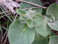 Verbascum simplex
