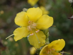 Verbascum simplex