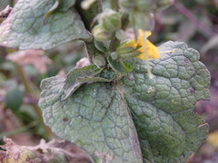 Verbascum simplex