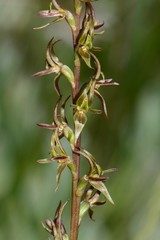 Prasophyllum suaveolens