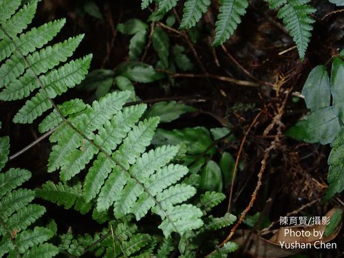 Cornopteris banajaoensis iNat (3)