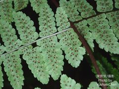 Cornopteris banajaoensis