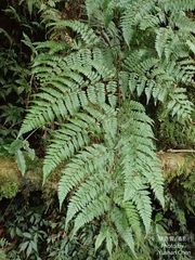 Dryopteris hendersonii