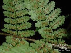 Dryopteris hendersonii