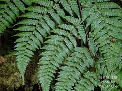 Dryopteris hendersonii