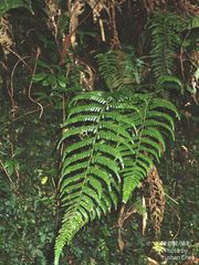 Metathelypteris gracilescens