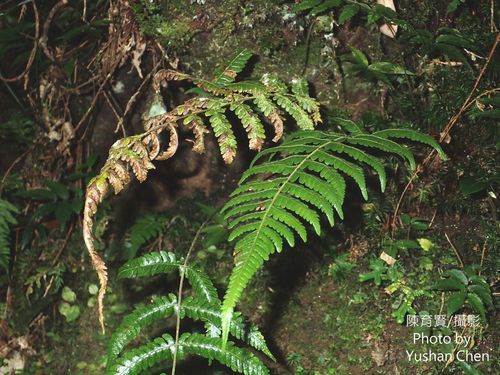 Thelypteris gracilescens iNat (3)