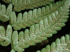 Metathelypteris gracilescens