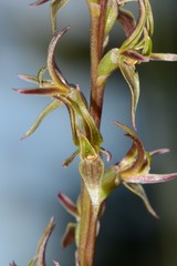 Prasophyllum suaveolens