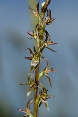 Prasophyllum suaveolens