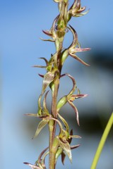 Prasophyllum suaveolens