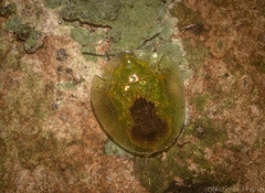 Austropsecadia chlorina