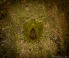 Austropsecadia chlorina