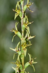 Prasophyllum suaveolens