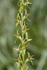 Prasophyllum suaveolens