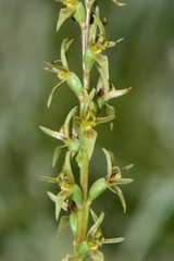 Prasophyllum suaveolens