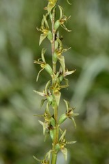 Prasophyllum suaveolens