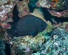 Chromis verater
