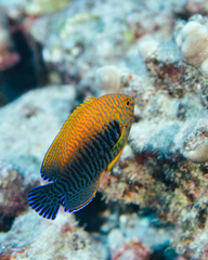 Centropyge potteri