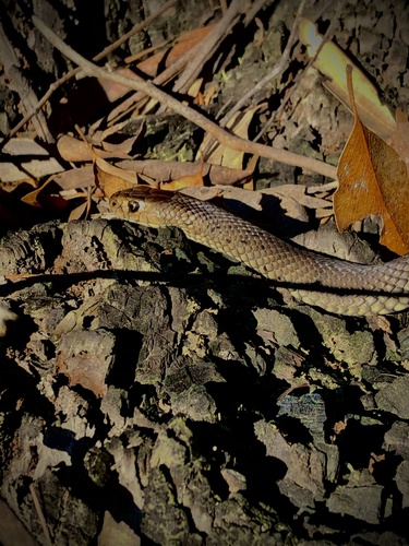 Eastern Brown Snake sighting