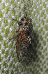 Oligoglena iphigenia