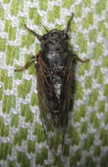 Oligoglena iphigenia