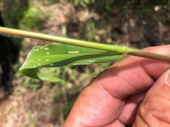 Urochloa foliosa