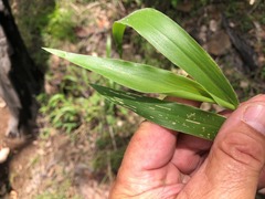 Urochloa foliosa