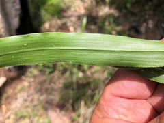 Urochloa foliosa