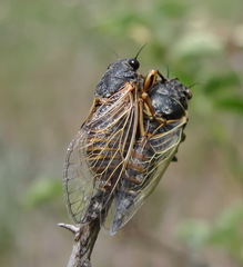 Oligoglena iphigenia