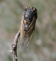 Oligoglena iphigenia