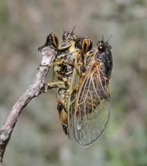 Oligoglena iphigenia