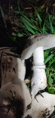 Leucoagaricus leucothites