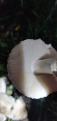 Leucoagaricus leucothites