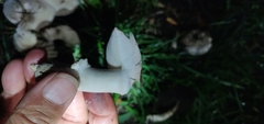 Leucoagaricus leucothites