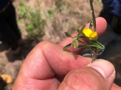 Crotalaria montana