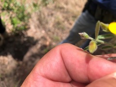Crotalaria montana