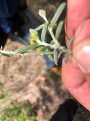 Crotalaria montana