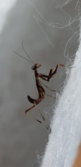 Pseudomantis