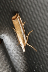 Orocrambus apicellus