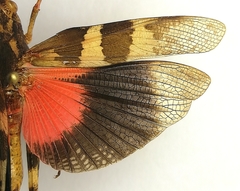 Pyrgodera armata