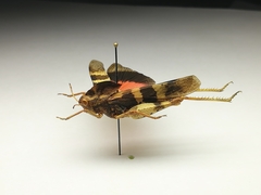 Pyrgodera armata