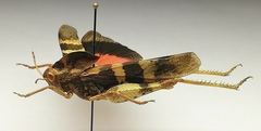 Pyrgodera armata