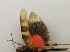 Pyrgodera armata