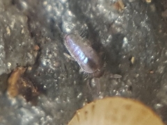 Lepidocyrtus cyaneus