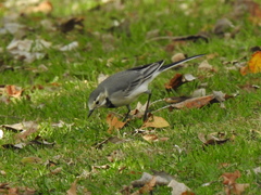 Motacilla alba