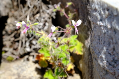 Pelargonium tomentosum