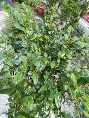 Magnolia figo