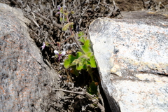 Pelargonium tomentosum