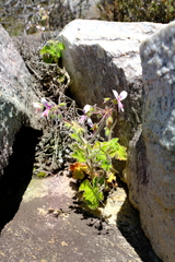 Pelargonium tomentosum